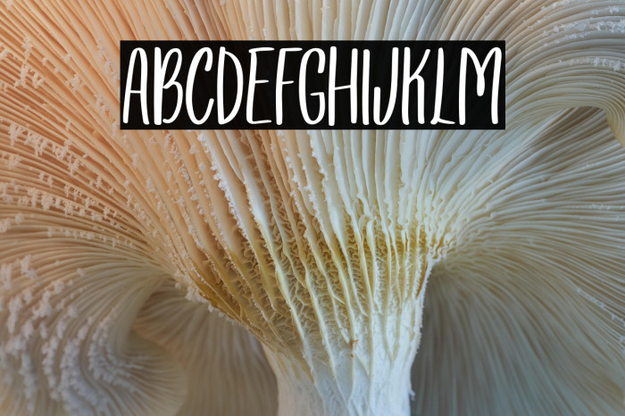 Wonsmith Regular Example 3