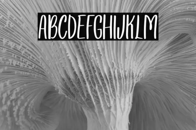 Wonsmith Regular Font examples