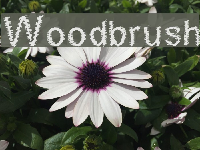 Woodbrush Font examples