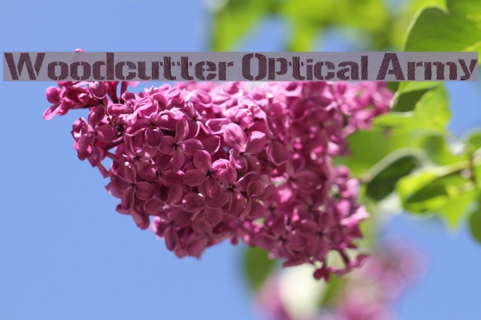 Woodcutter Optical Army Example 3