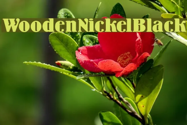 WoodenNickelBlack Example 1