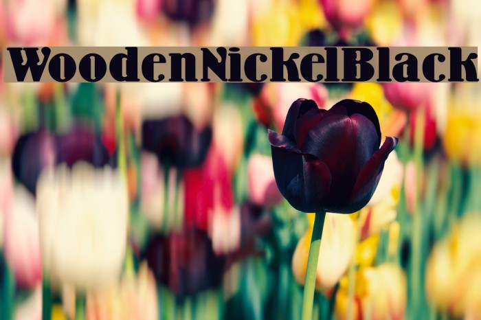 WoodenNickelBlack Font examples