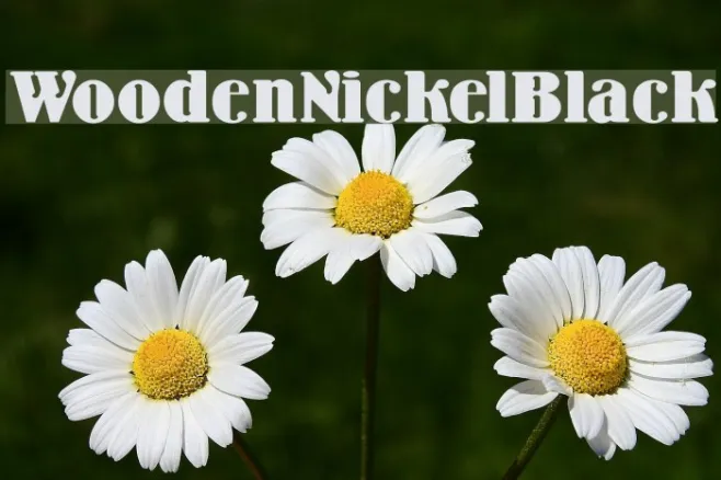 WoodenNickelBlack Example 3