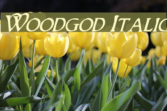 Woodgod Italic Font examples