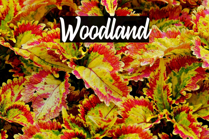 Woodland Example 3