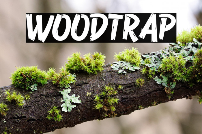 Woodtrap Example 2