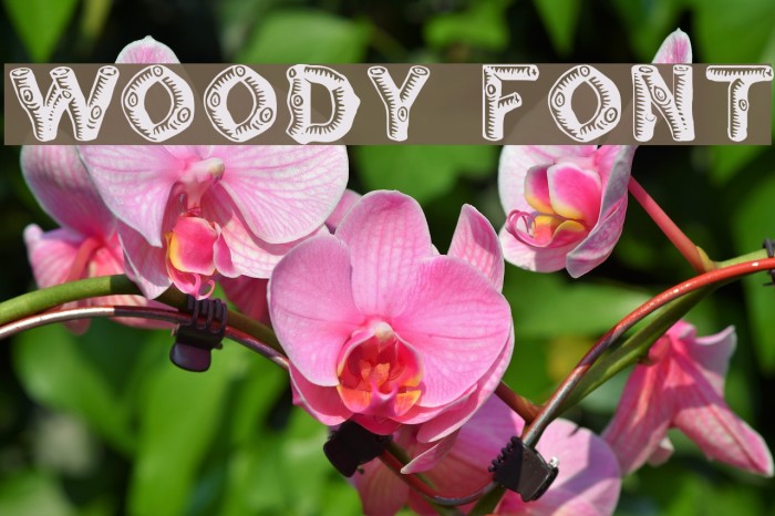 Woody Font examples