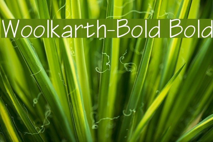 Woolkarth-Bold Bold Font examples