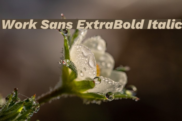 Work Sans ExtraBold Italic Font examples