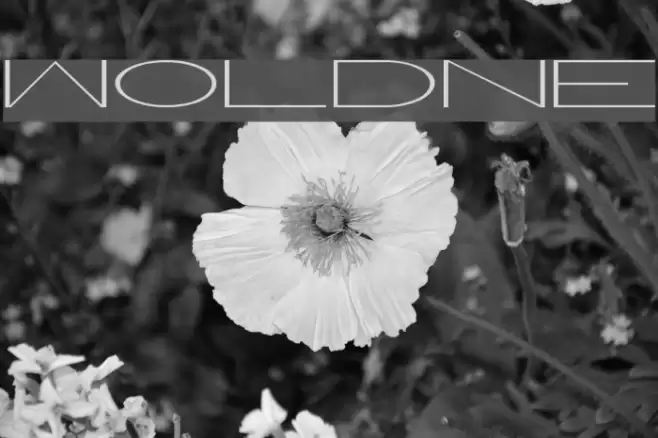 WorldNet Шрифта examples