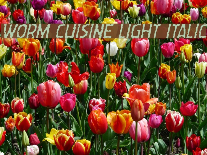 Worm Cuisine Light Italic Example 1