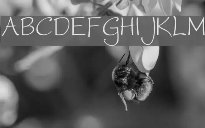 WorstveldSling フォント examples