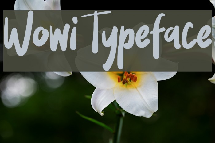 Wowi Typeface Шрифта examples