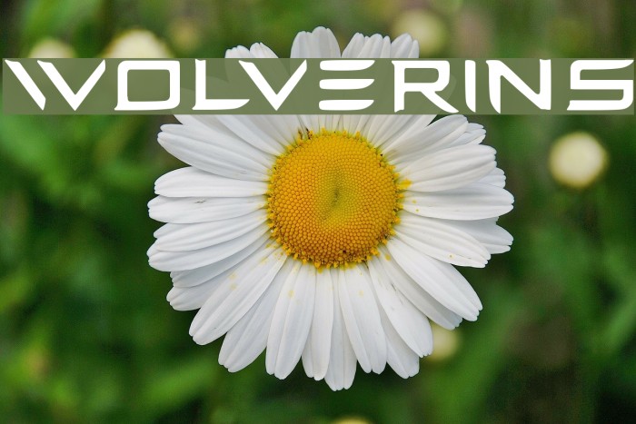wolverins Font examples