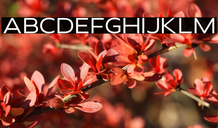 wonderella Example 1