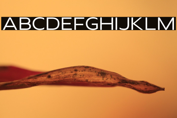 wonderella Example 2