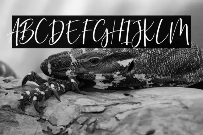 wongsolo Font examples