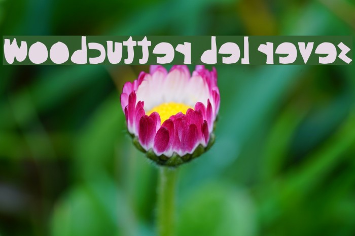 woodcutter del reves Font examples