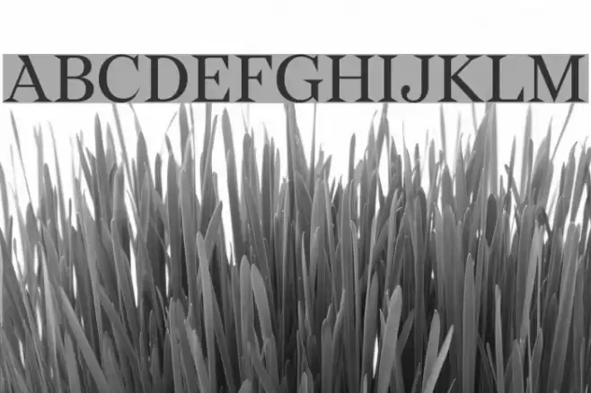 Wremena Font examples