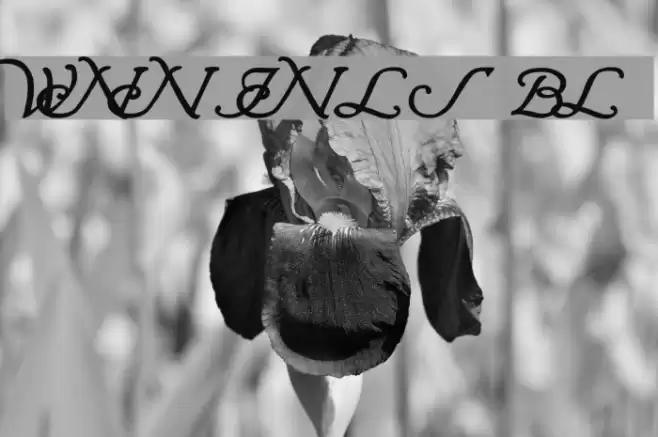 Wrenn Initials Bold Font examples