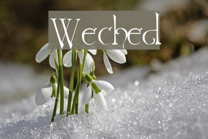 Wretched لخطوط تنزيل examples