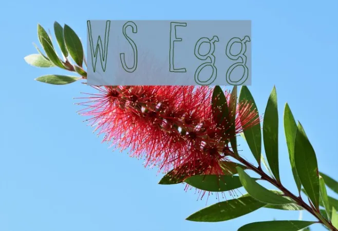 WS Egg Example 2