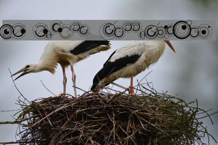 WS Simple Gallifreyan Example 2