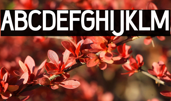 Wumbology Bold Example 2