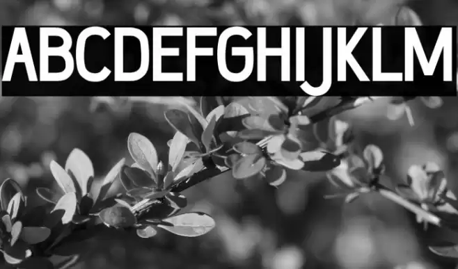 Wumbology Bold Font examples