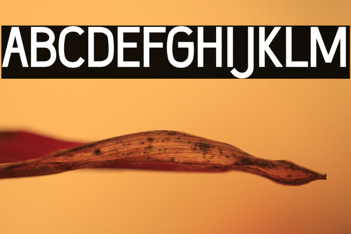 Wumbology-Medium Example 1