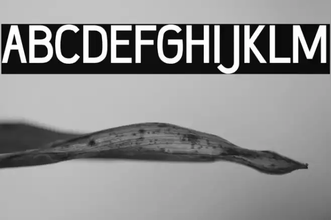 Wumbology-Medium Font examples