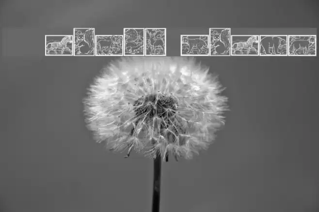 WWAnimalPrints Font examples