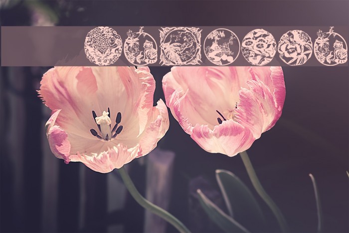 WWElegance Example 1