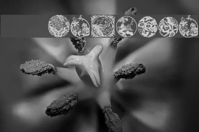 WWElegance Font examples