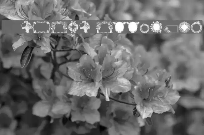 WWFloralGreetings Font examples