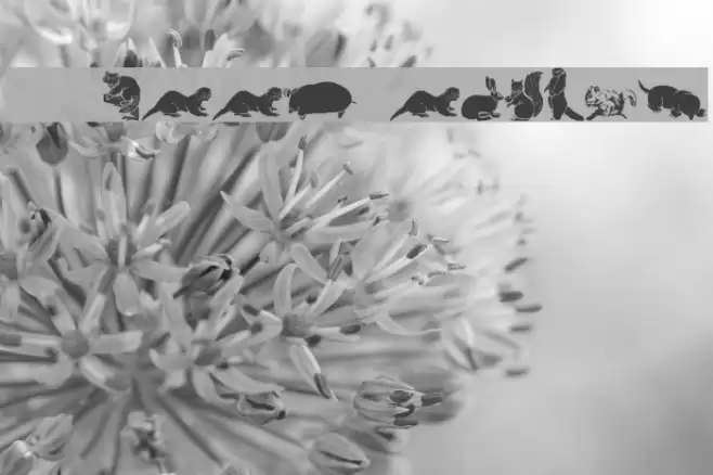 WWFurryFriends Font examples