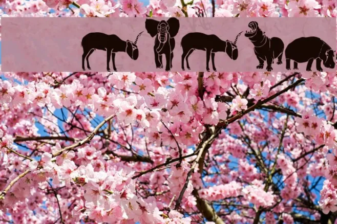 WWSafari Example 2