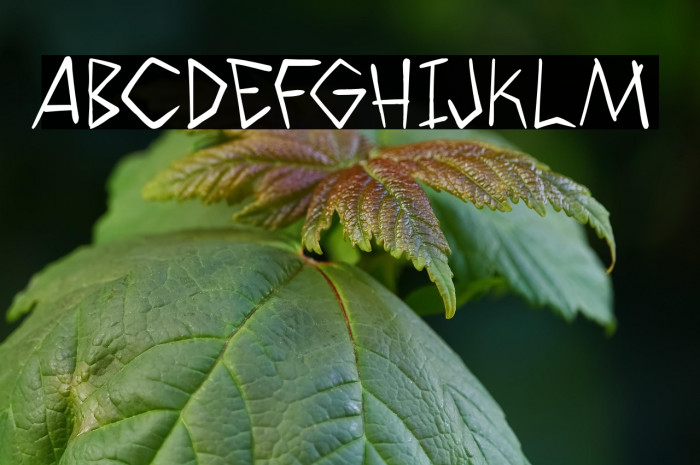 WyldSavagezPG Example 3