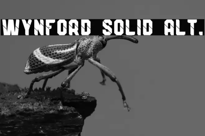 Wynford Solid Alt. Font examples
