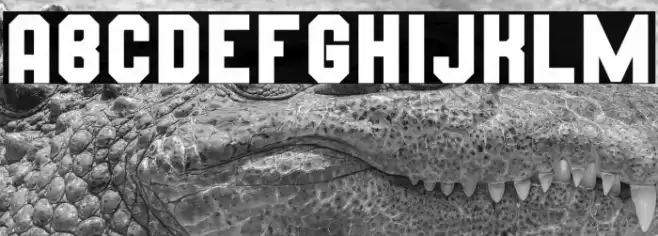 Wynford Solid Font examples