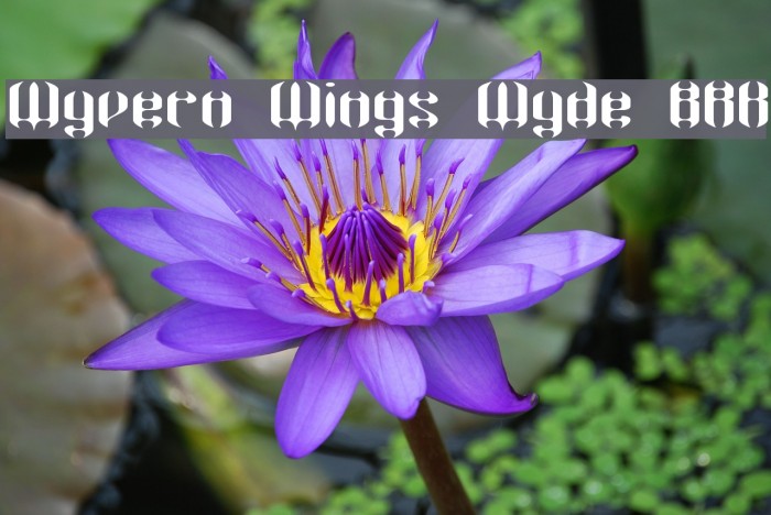 Wyvern Wings Wyde BRK Example 2