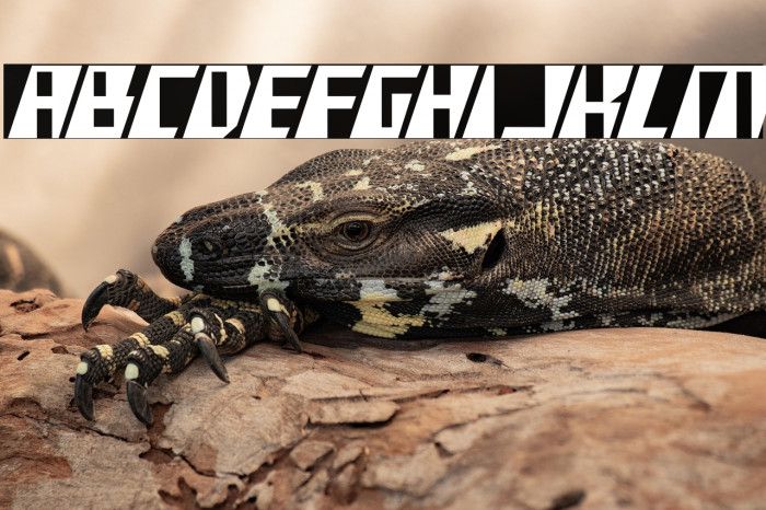 X-Racer Condensed Example 3