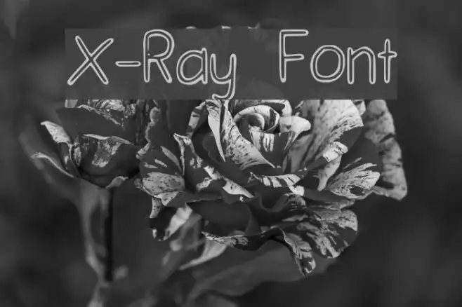 X-Ray Example 2