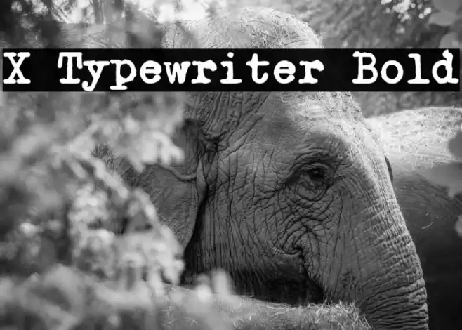 X Typewriter Bold フォント examples