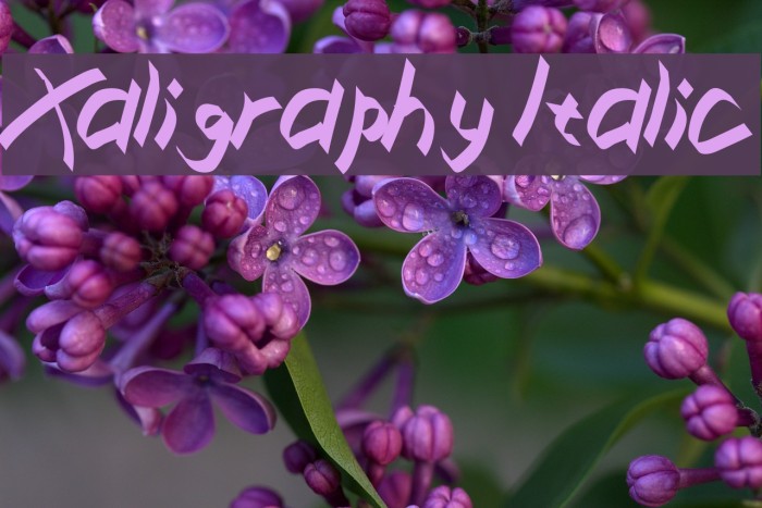 Xaligraphy Italic Font examples