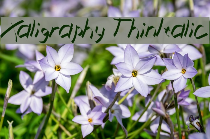 Xaligraphy ThinItalic Font examples
