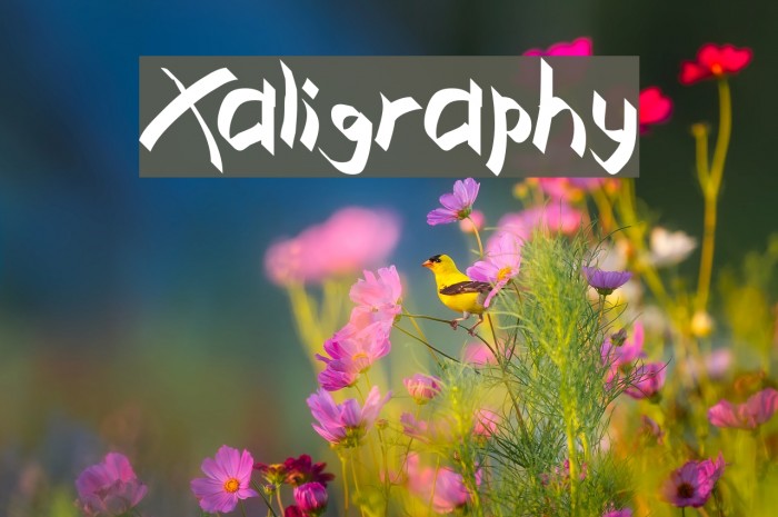 Xaligraphy Font examples
