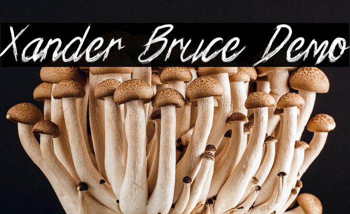 Xander Bruce Demo Example 1