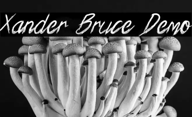 Xander Bruce Demo Schriftart examples