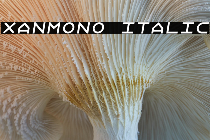 Xanmono Italic Example 2